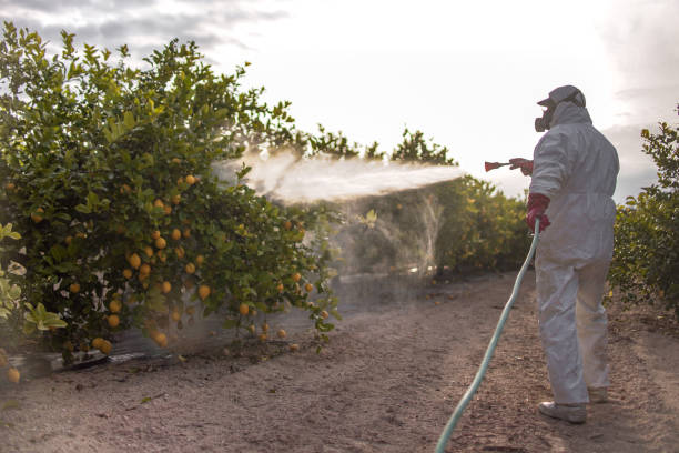 Reliable South Lake Tahoe, CA Pest Control Solutions
